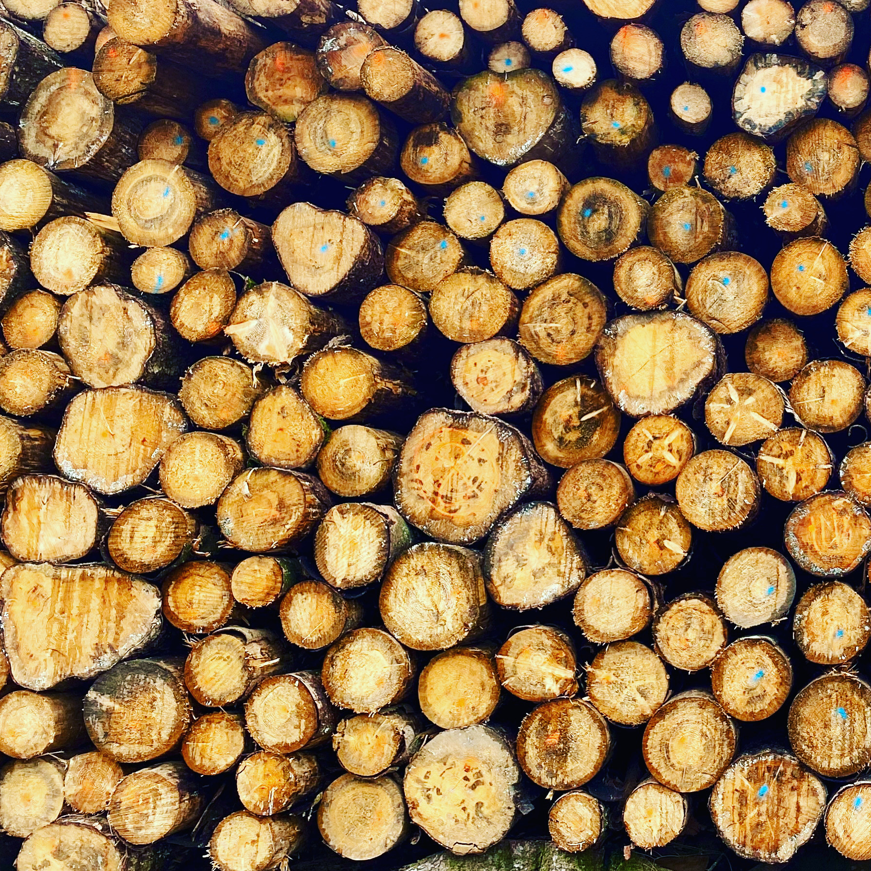 Holz ist Natur